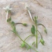 Linaria reflexa - Photo (c) Andre Hosper, some rights reserved (CC BY), uploaded by Andre Hosper