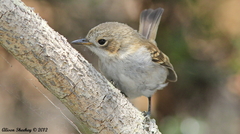 Chasiempis sandwichensis