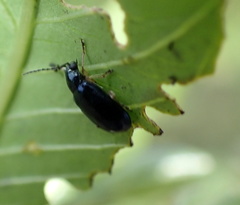 Lysathia ludoviciana