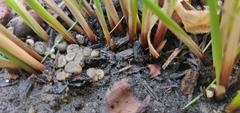 Lycogala