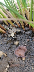 Lycogala