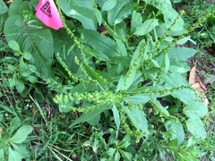 Rumex acetosella