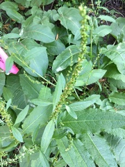 Rumex acetosella