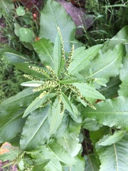 Rumex acetosella