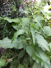 Rumex acetosella