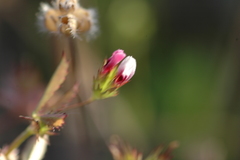 Trifolium oliganthum