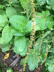 Rumex acetosella