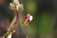 Trifolium oliganthum