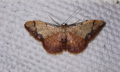 Idaea ostrinaria