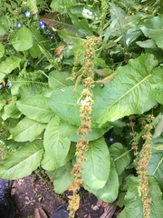 Rumex acetosella
