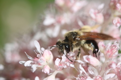 Andrena pruni