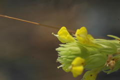 Castilleja lacera
