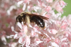 Andrena pruni