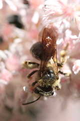 Andrena pruni