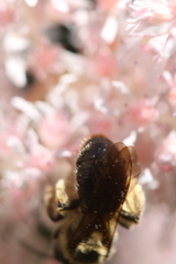 Andrena pruni