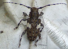 Acanthoderini