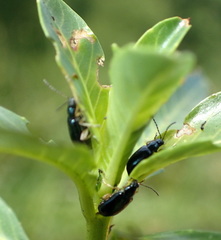 Lysathia ludoviciana