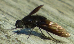 Anthrax aterrimus