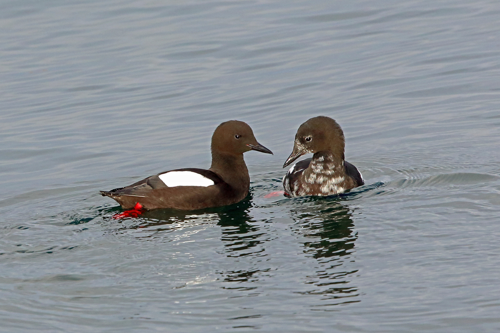 Atlantic Black Guillemot