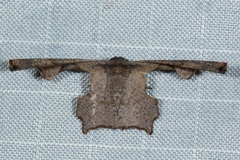 Monobolodes prunaria