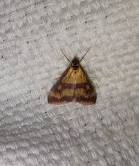 Pyrausta sanguinalis