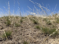 Hesperostipa comata comata
