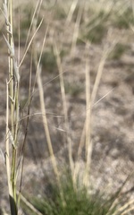 Hesperostipa comata comata