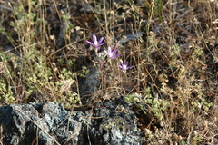 Brodiaea nana