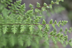 Cheilanthes hypoleuca
