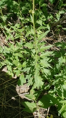 Phacelia procera