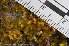 Sciuro-hypnum plumosum