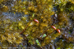 Sciuro-hypnum plumosum