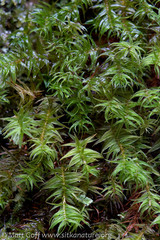 Bartramiopsis lescurii