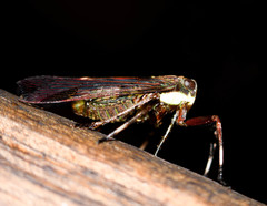 Cladodipterini