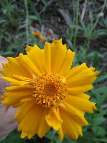 Coreopsis lanceolata