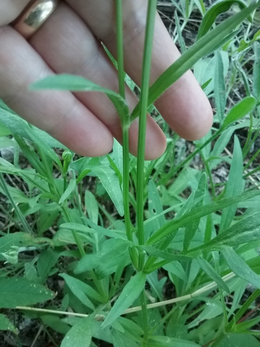 Coreopsis lanceolata