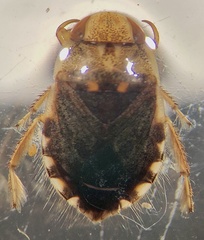 Naucoris