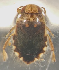 Naucoris