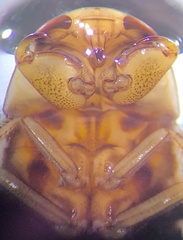 Naucoris