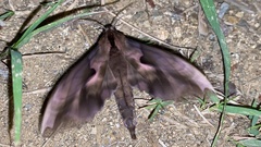 Phyllosphingia dissimilis