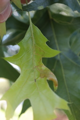 Acrocercops albinatella