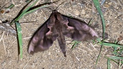 Phyllosphingia dissimilis