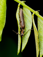 Denticollis denticornis