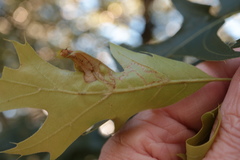 Acrocercops albinatella
