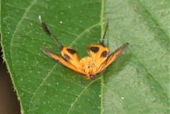 Himantopterus