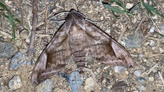 Phyllosphingia dissimilis