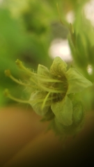 Phacelia procera