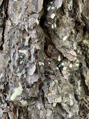 Dendroctonus frontalis