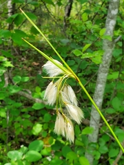 Eriophorum viridicarinatum