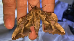 Phyllosphingia dissimilis